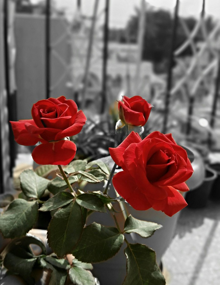Roses