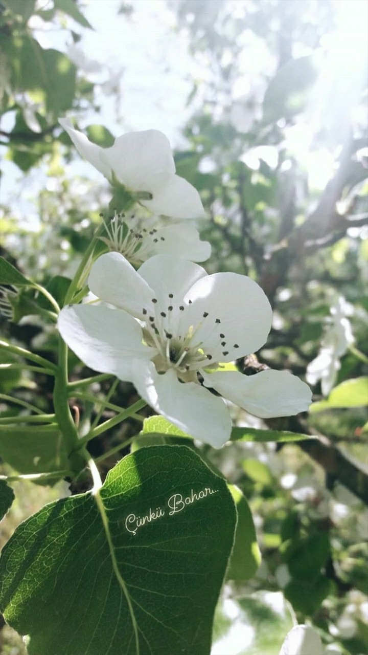 Bahar-Spring
