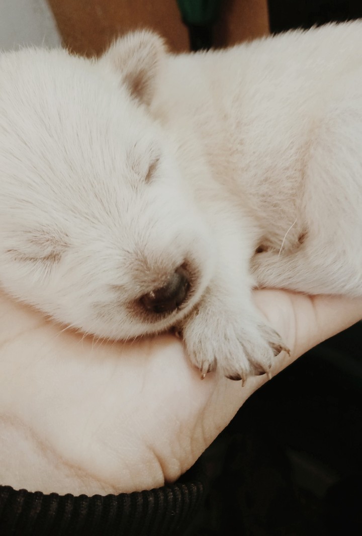 baby dog