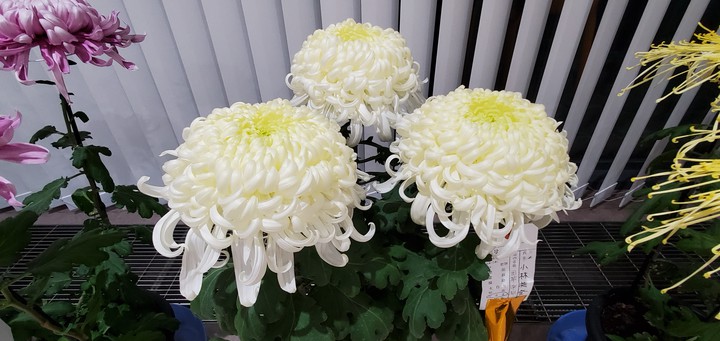 chrysanthemum