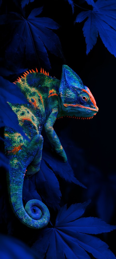обои Chameleons, iguanas