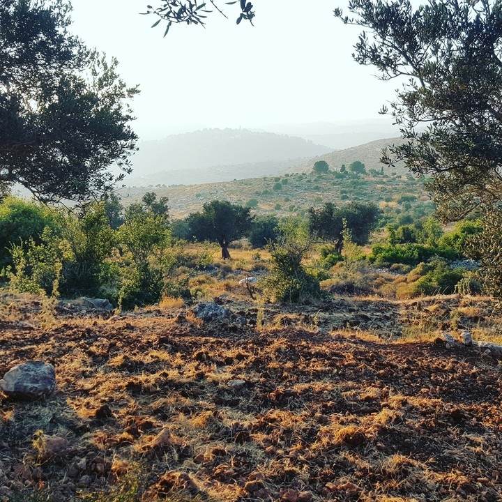 Palestine - Olive Trees