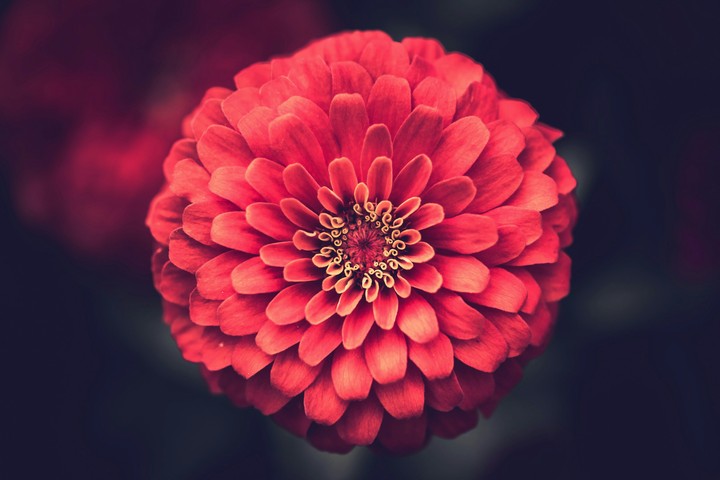 Red flower