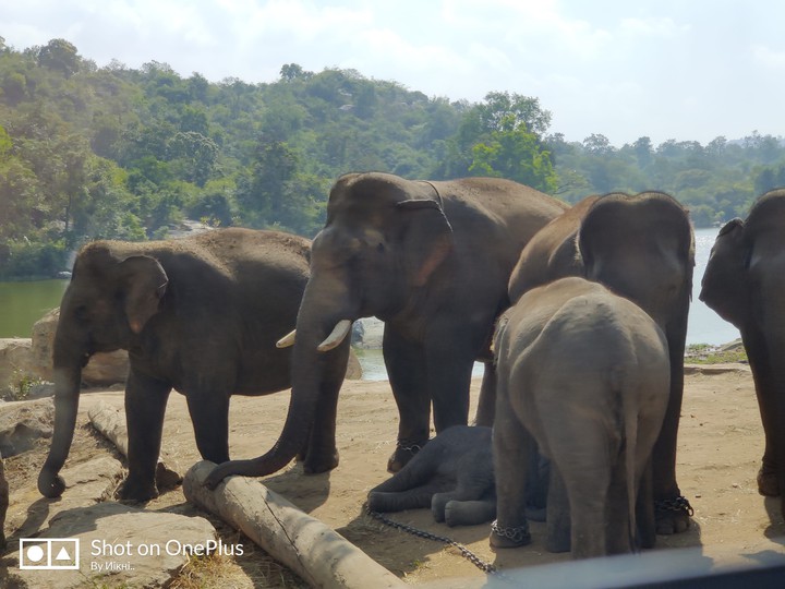 Elephants