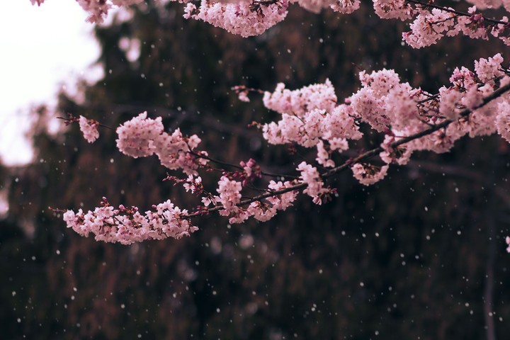 Raining Petals
