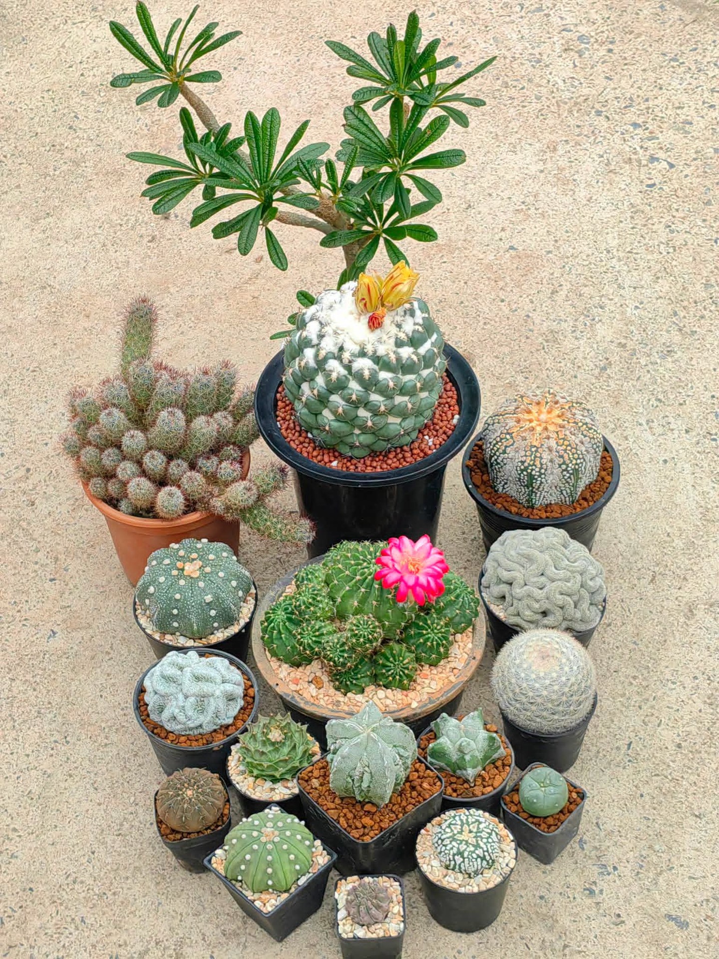 houseplant, flowerpot Hintergrundbilder