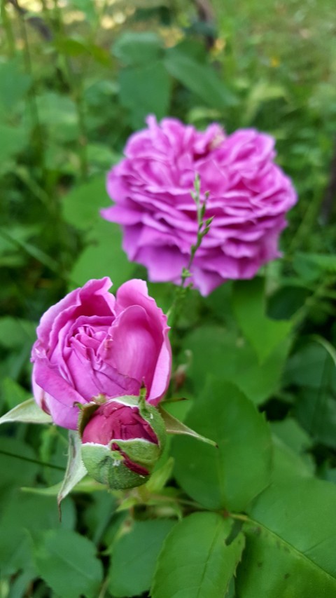 sfondi flower, petal