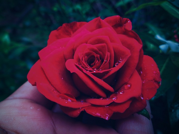 rose