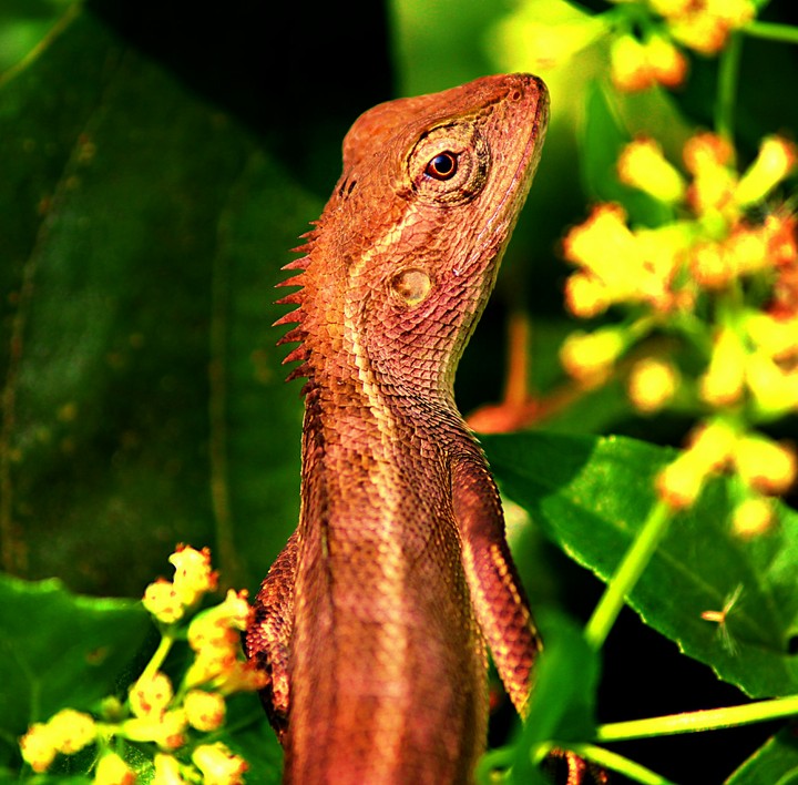 Lezard