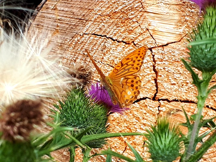 butterfly