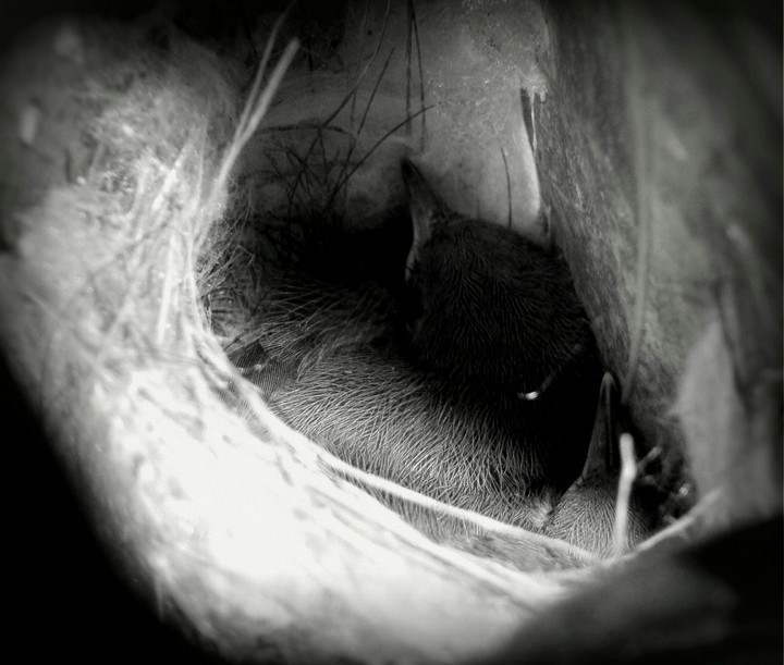 Baby Birds