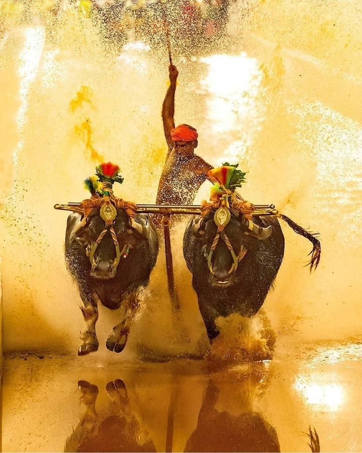 Kambala