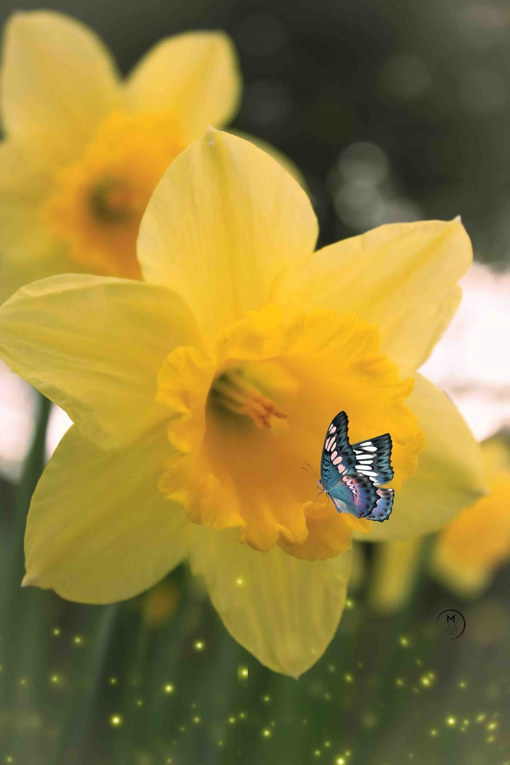 Daffodil