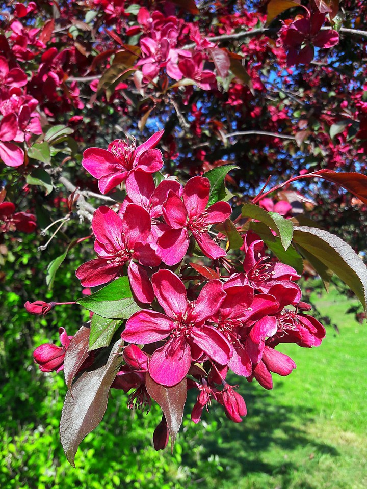 beautiful spring