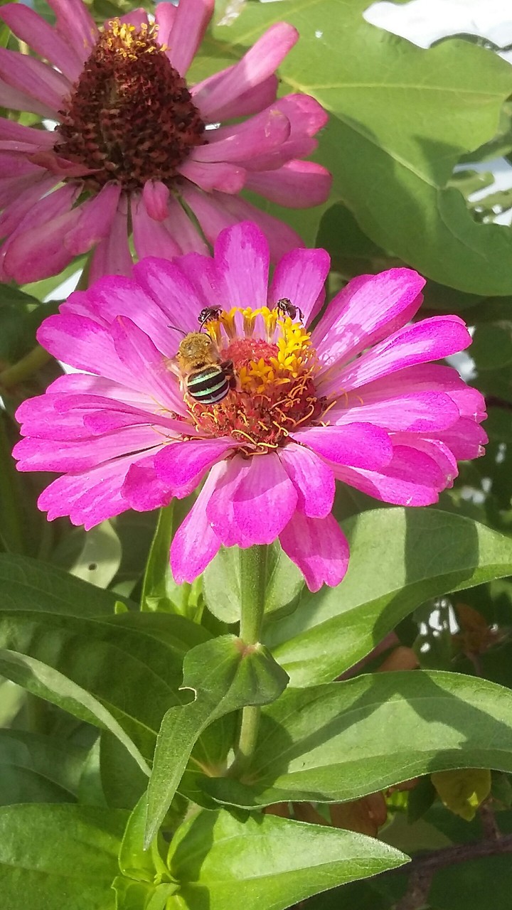 insect