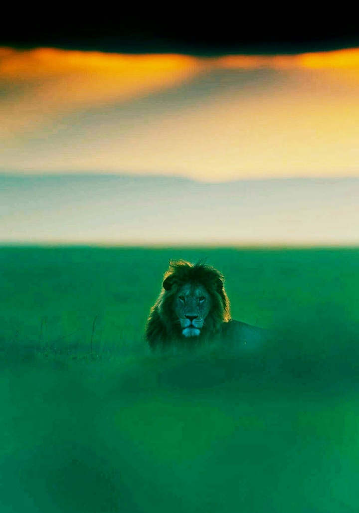 THE KING