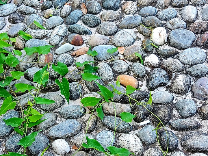plants on the ground