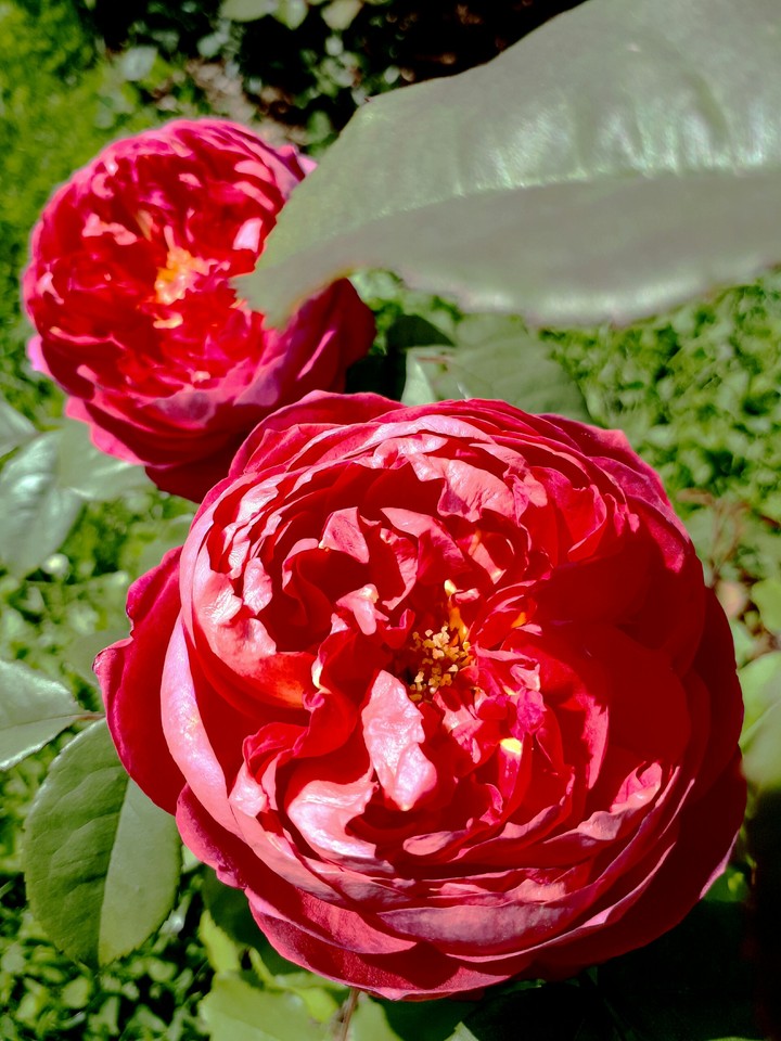 #rose