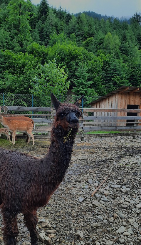 Is it a lama?