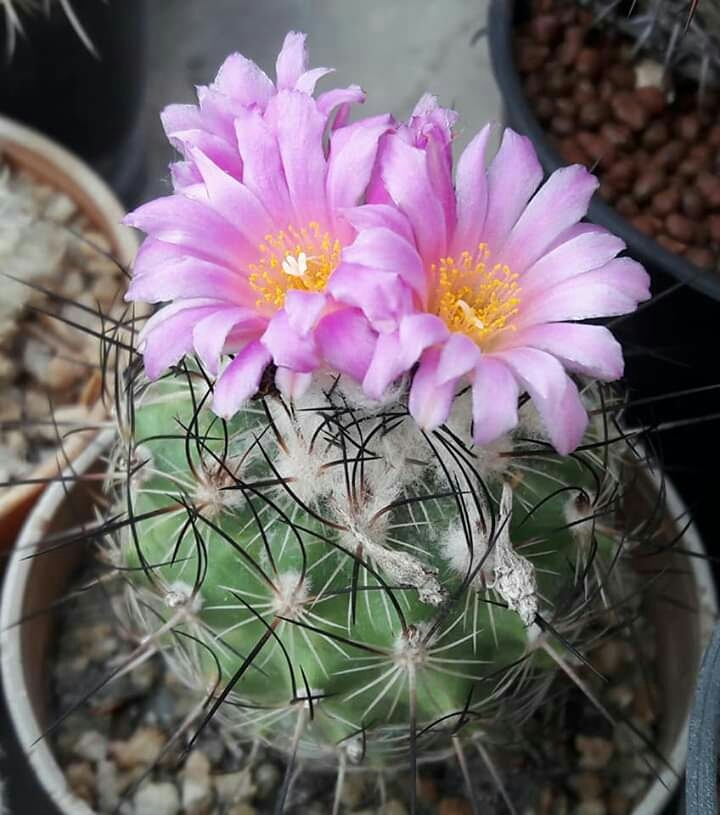 Cactus