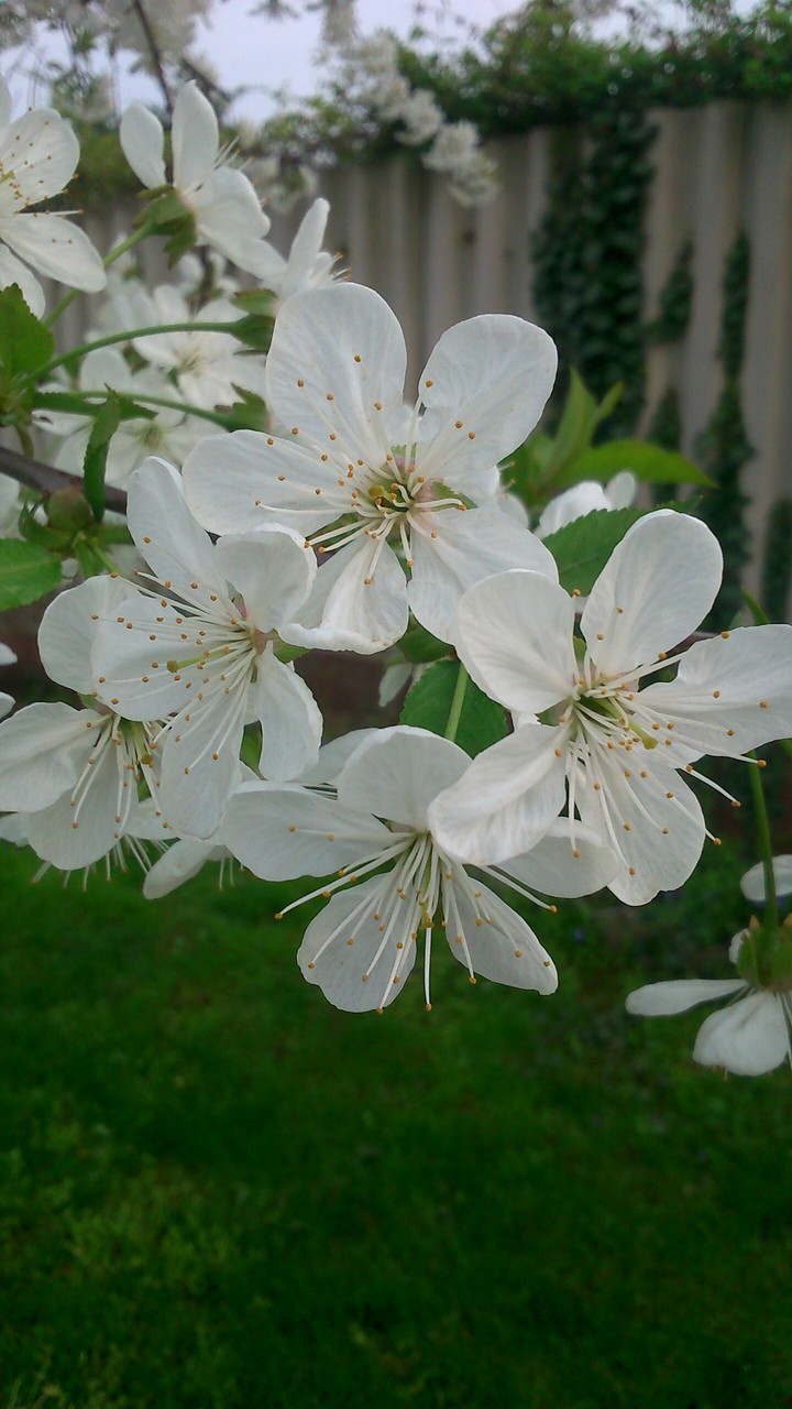 flower.