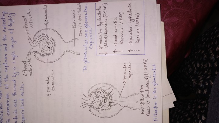 glomerulus