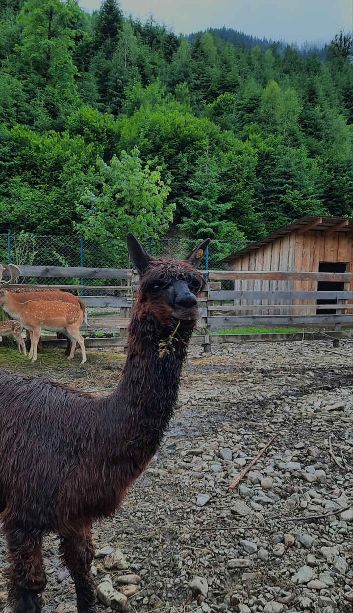 Is it a lama?