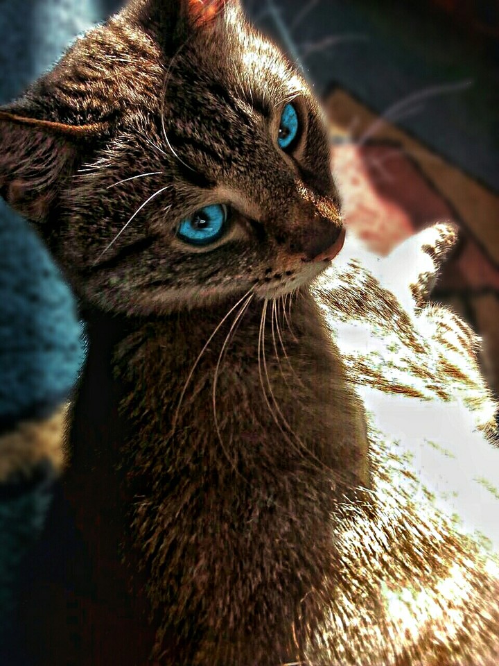 The cat