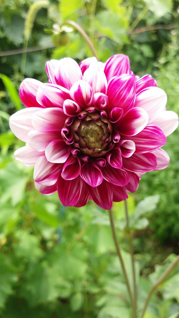 Floare