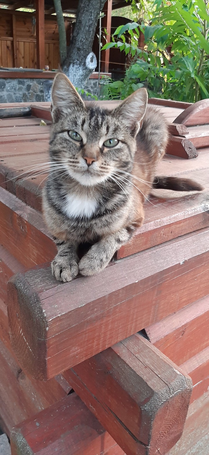 кот