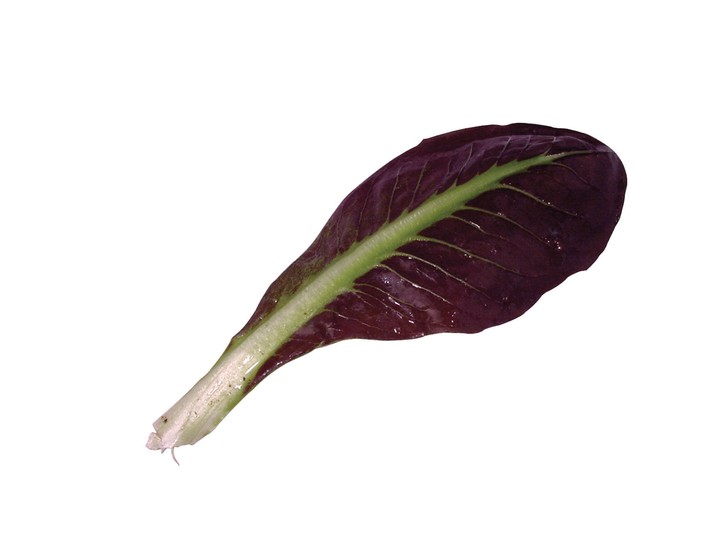음식이미지