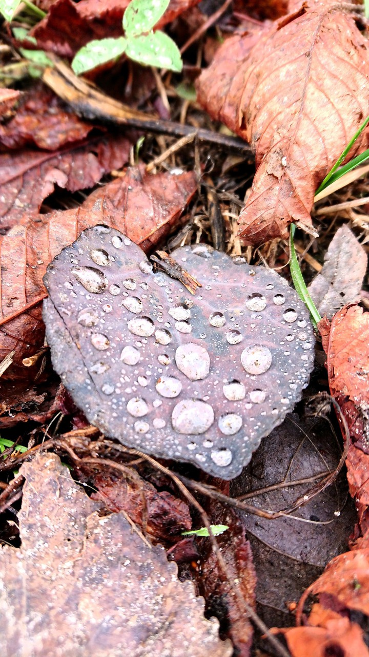 autumnal tears