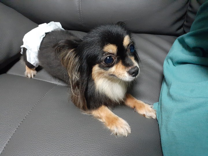 샤샤가 귀저기 찼어요!너무 귀엽다능~(;?