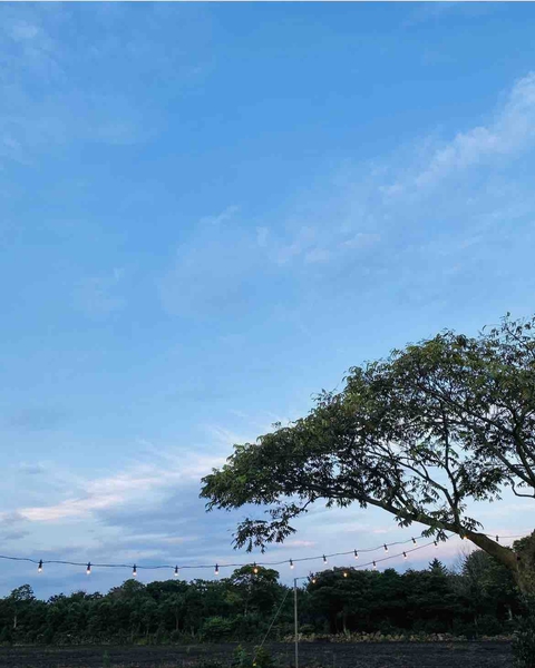 sky, plant háttérképek