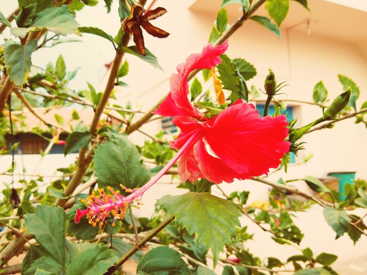 red hibiscus