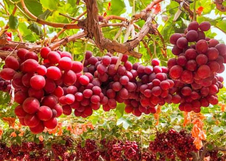 grapes