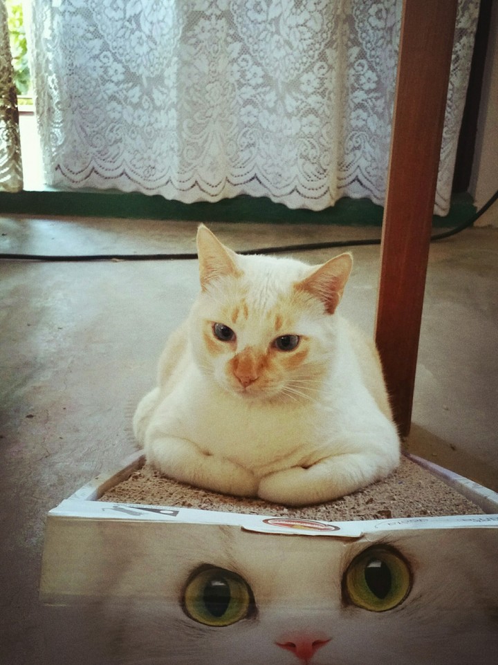 Catão