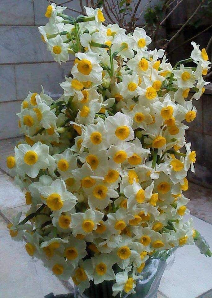 my flowers