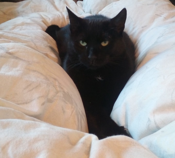 decke frisst katze