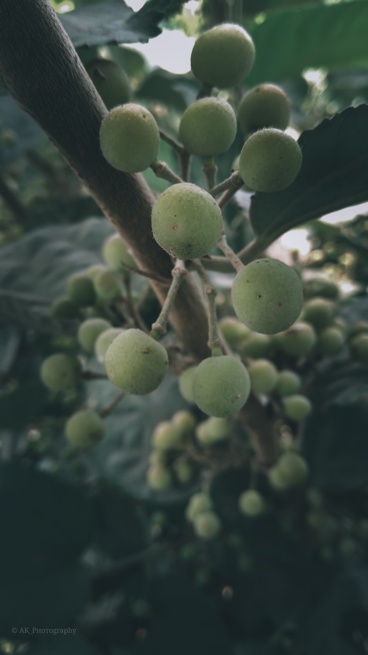 Nature