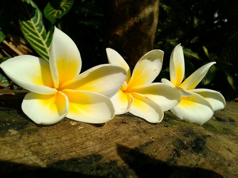 Kalachuchi Flower