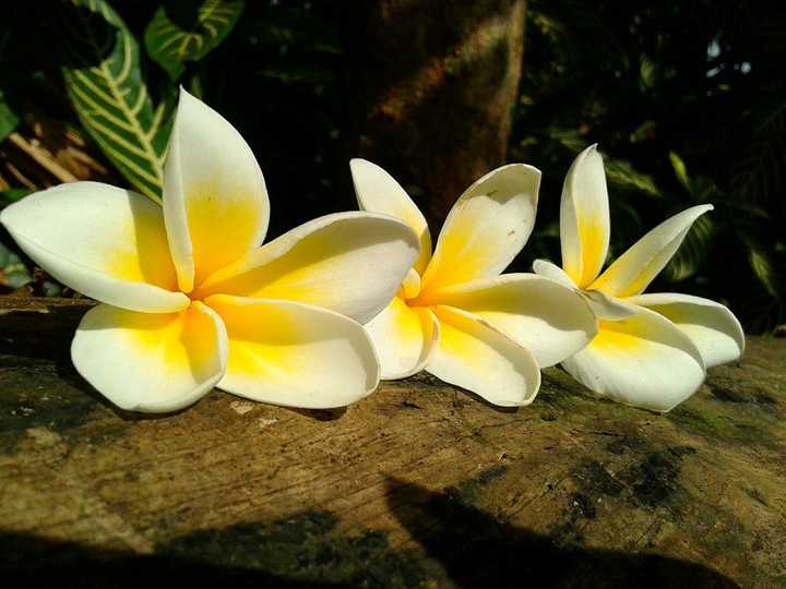 Kalachuchi Flower