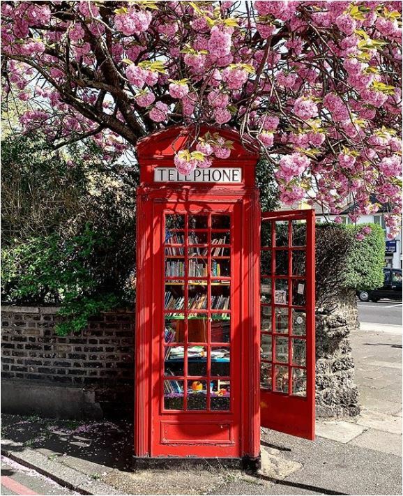 cherry blossoms & phone booth