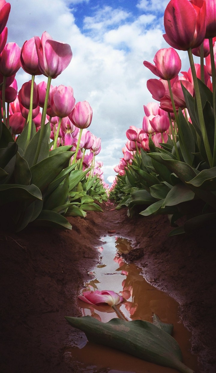 ?️nature love ?