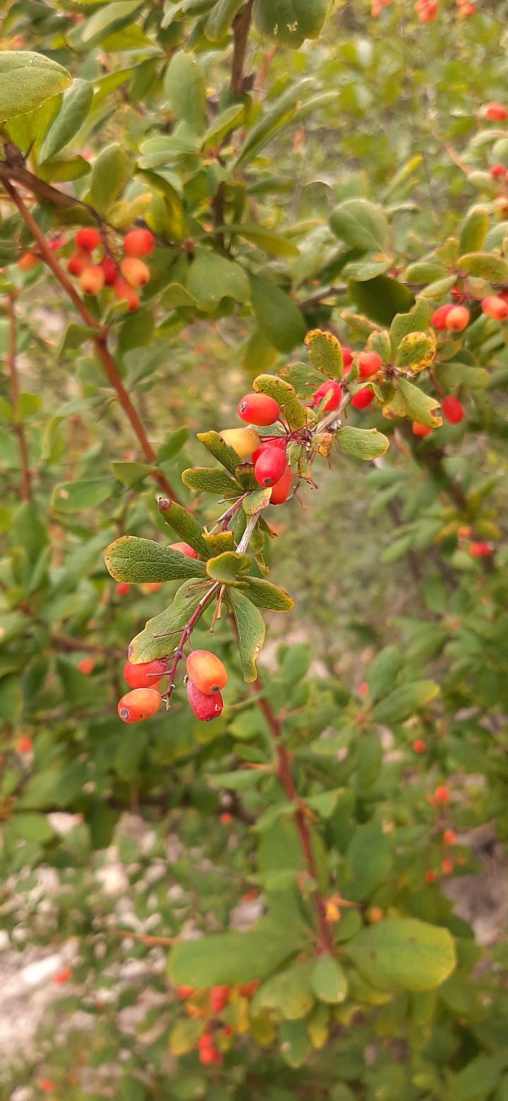 berries