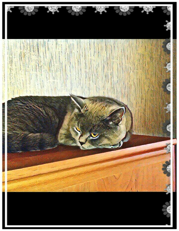 Котик