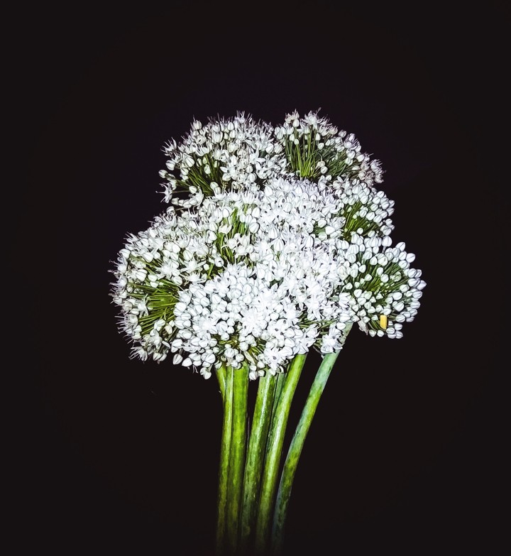 #flower #onion flower