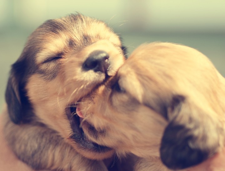 puppy sqaud