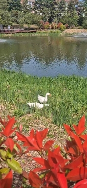 거위 한쌍