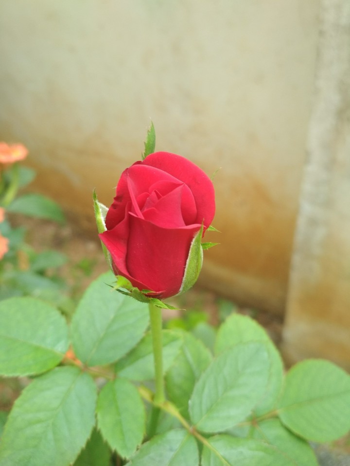 Roses